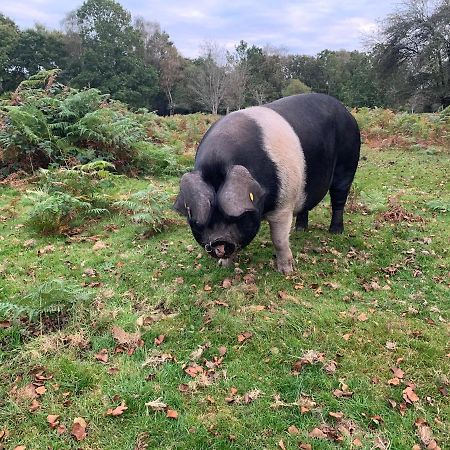 New Forest Hideaway- Self Catering Accommodation Newbridge  Eksteriør bilde